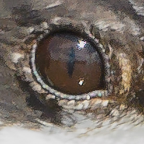 The Vertical Slit Pupil of Black Skimmers