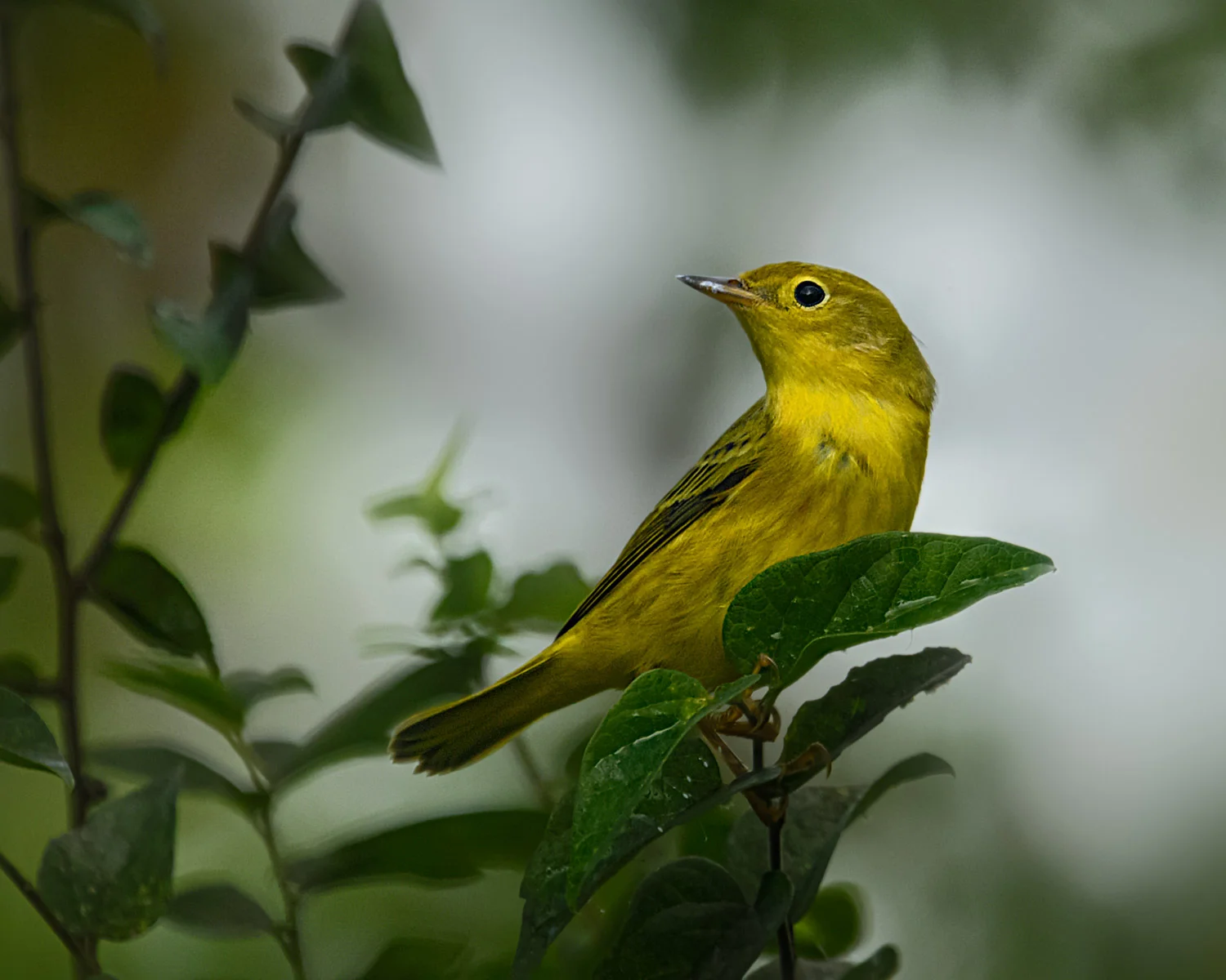 Yellow Warbler - Frontera Audubon Center, TX - Sept. 2017