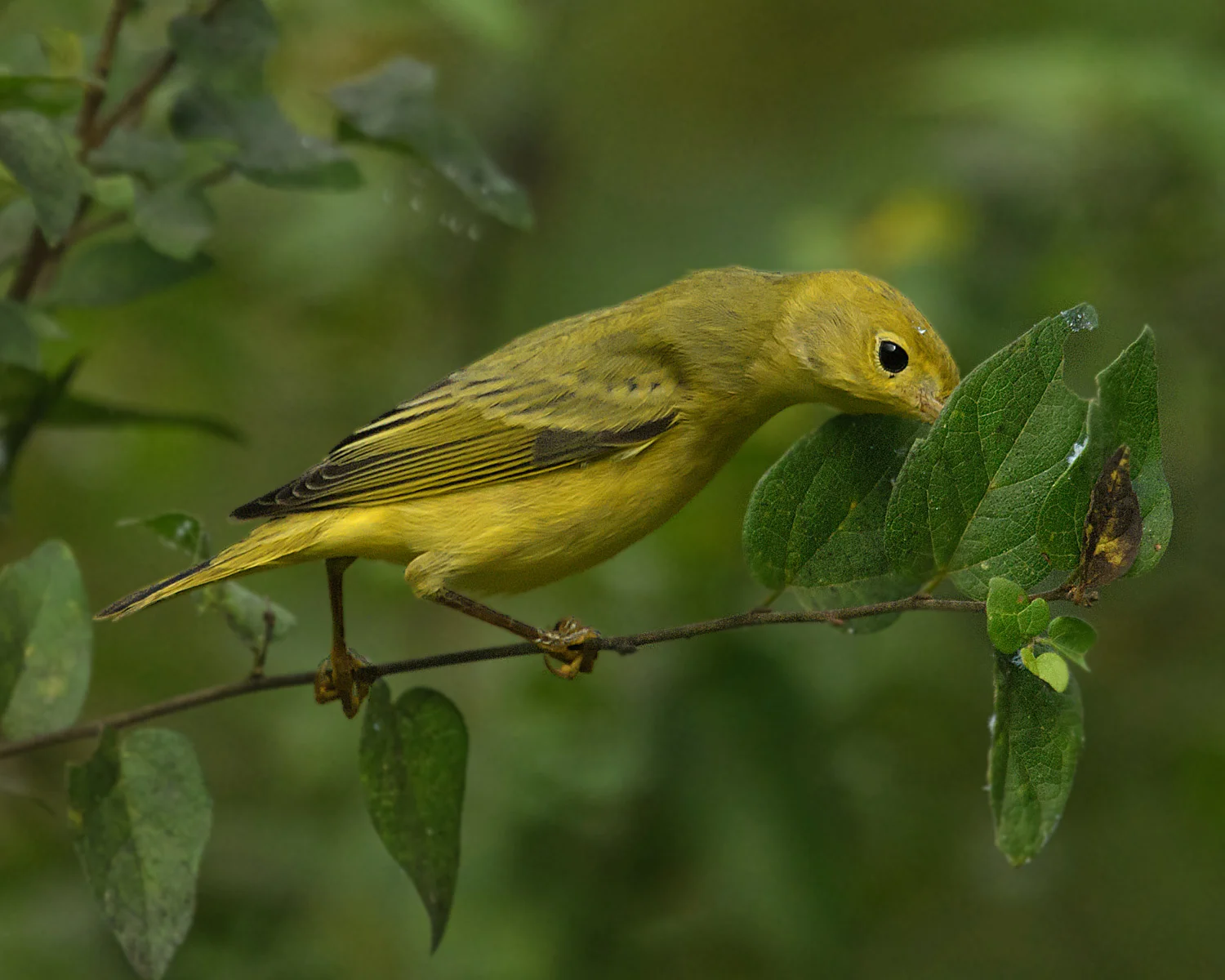 Yellow Warbler - Frontera Audubon Center, TX - Sept. 2017