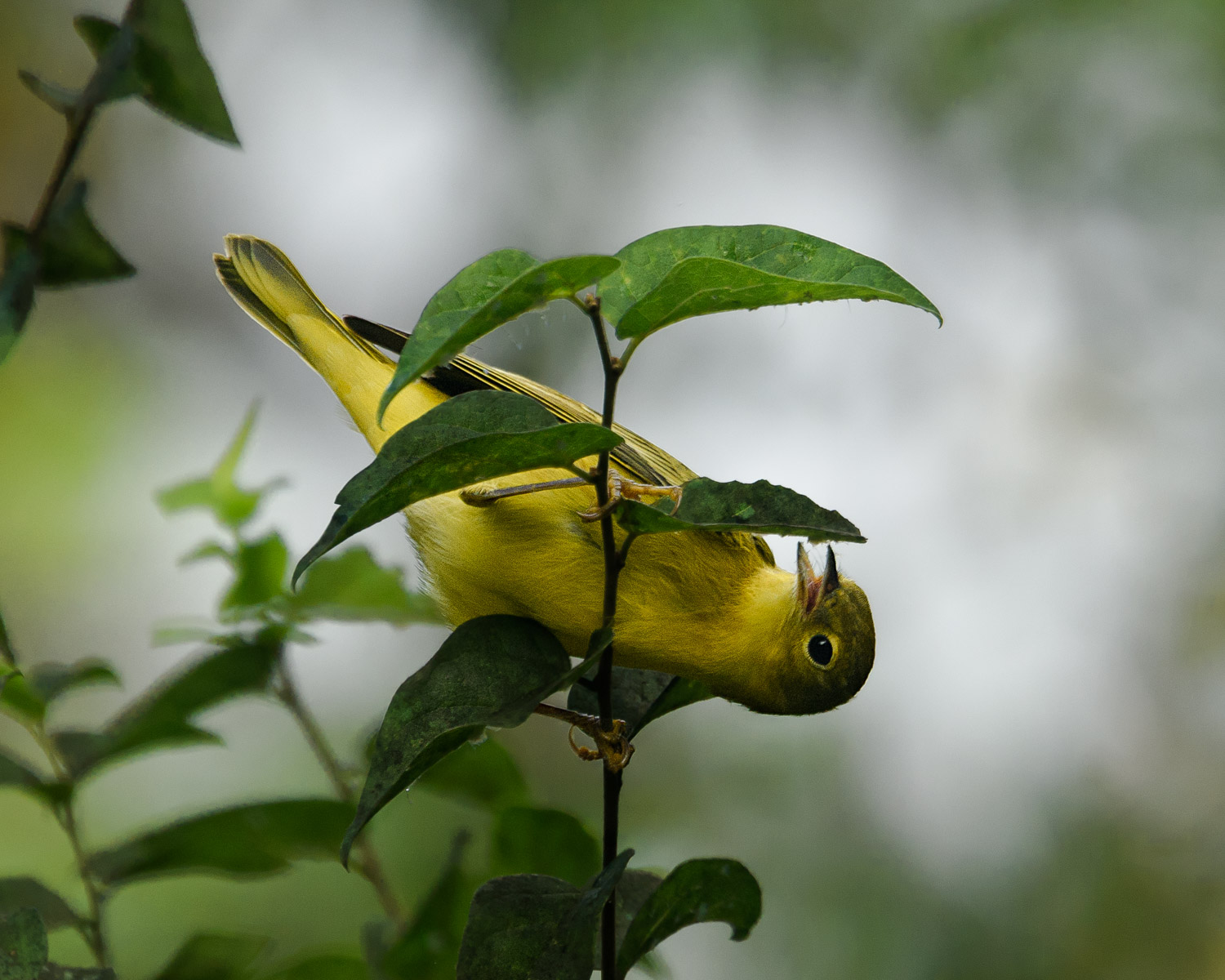 Yellow Warbler - Frontera Audubon Center, TX - Sept. 2017