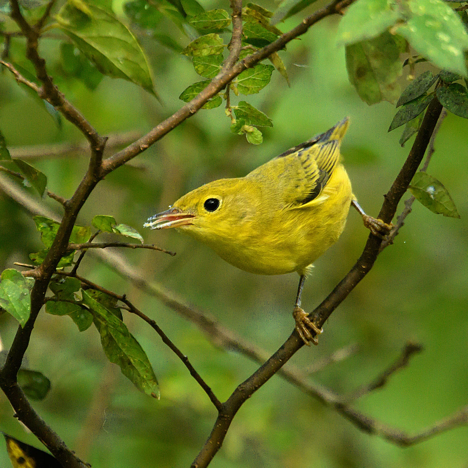 Yellow Warbler - Frontera Audubon Center, TX - Sept. 2017