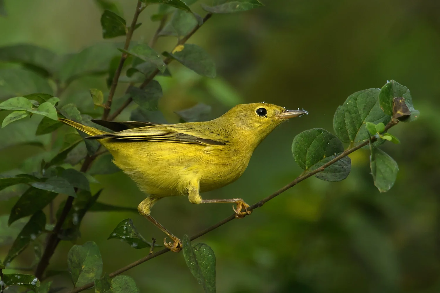 Yellow Warblers - Frontera Audubon Center, TX - Sept. 2017