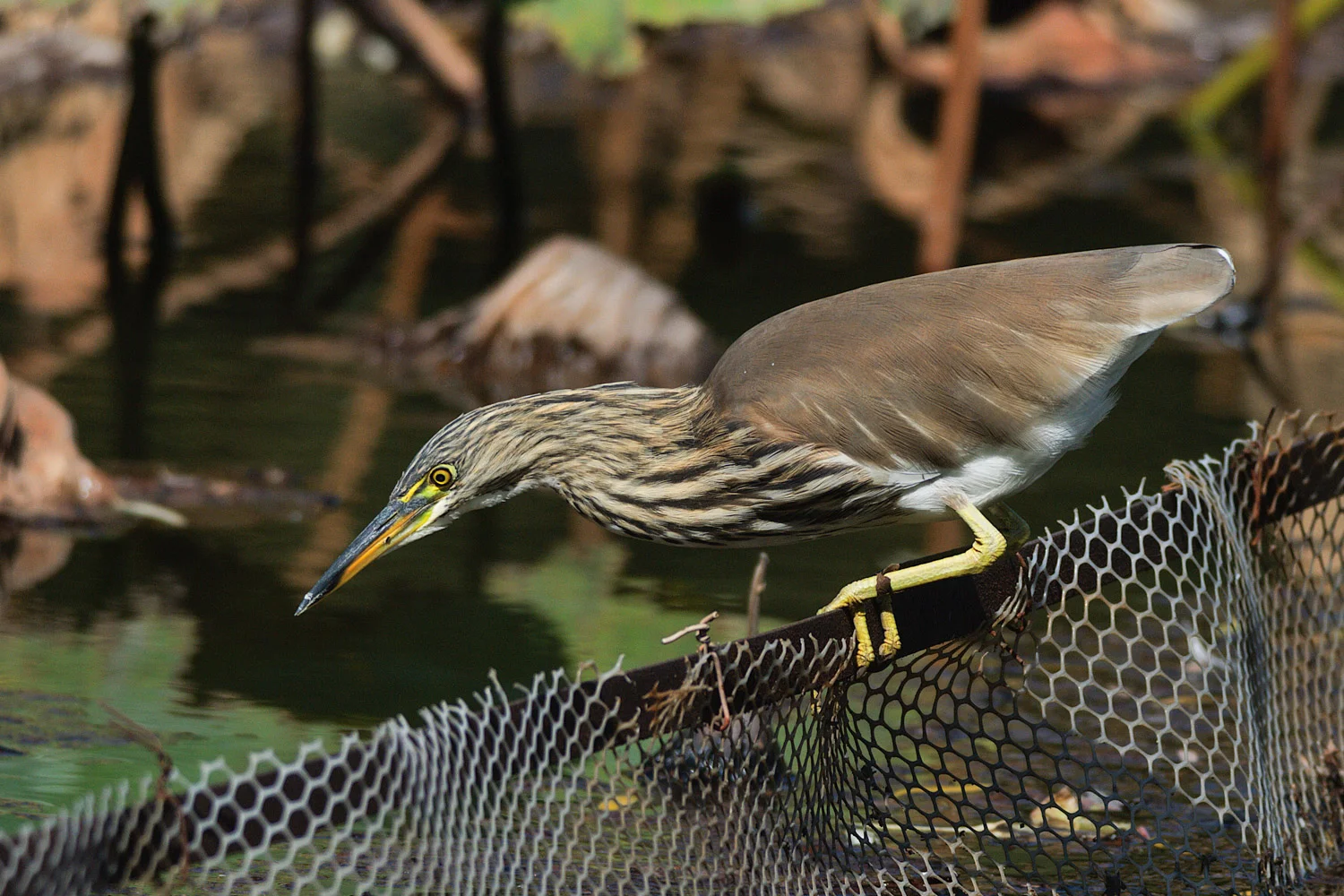 Chinese Pond Heron - Kunming, China - 2007