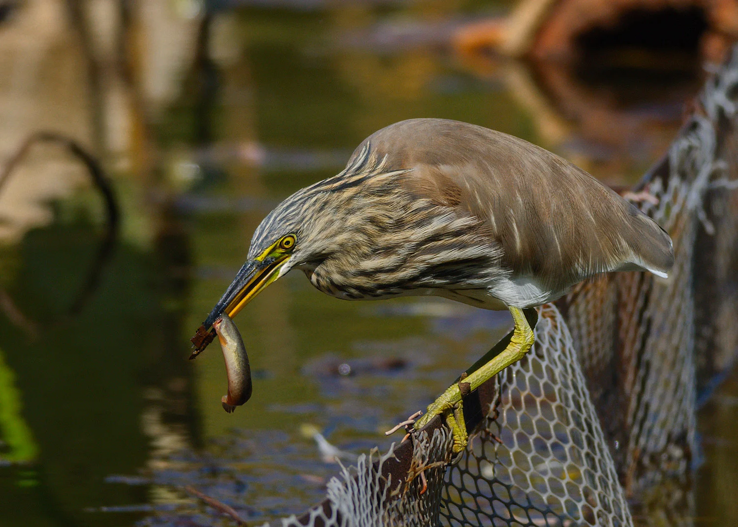 Chinese Pond Heron - Kunming, China - 2007