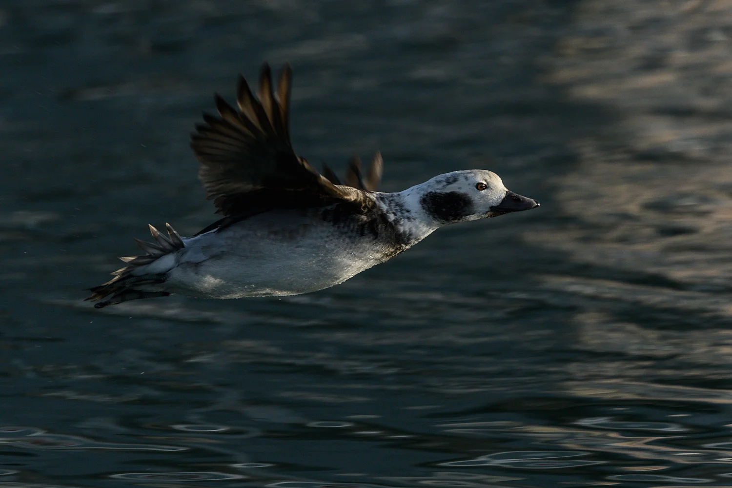 Long-tailed Duck, Juneau, Alaska - Nov. 2017