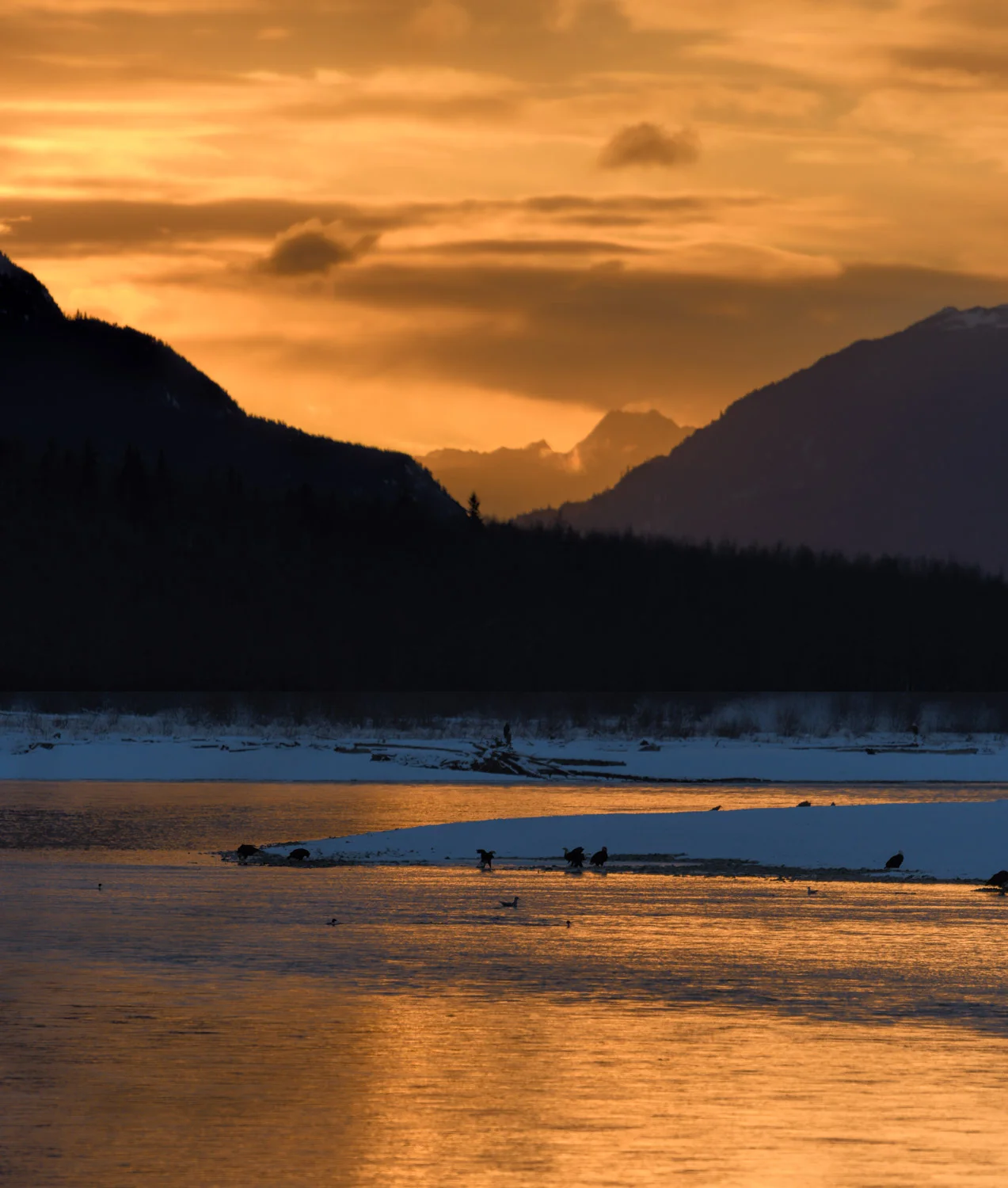 Sunrise on the Chilkat River. Nov. 2017