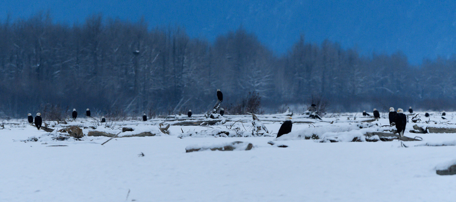 Bald Eagles at the Chilkat Preserve - Nov. 2017