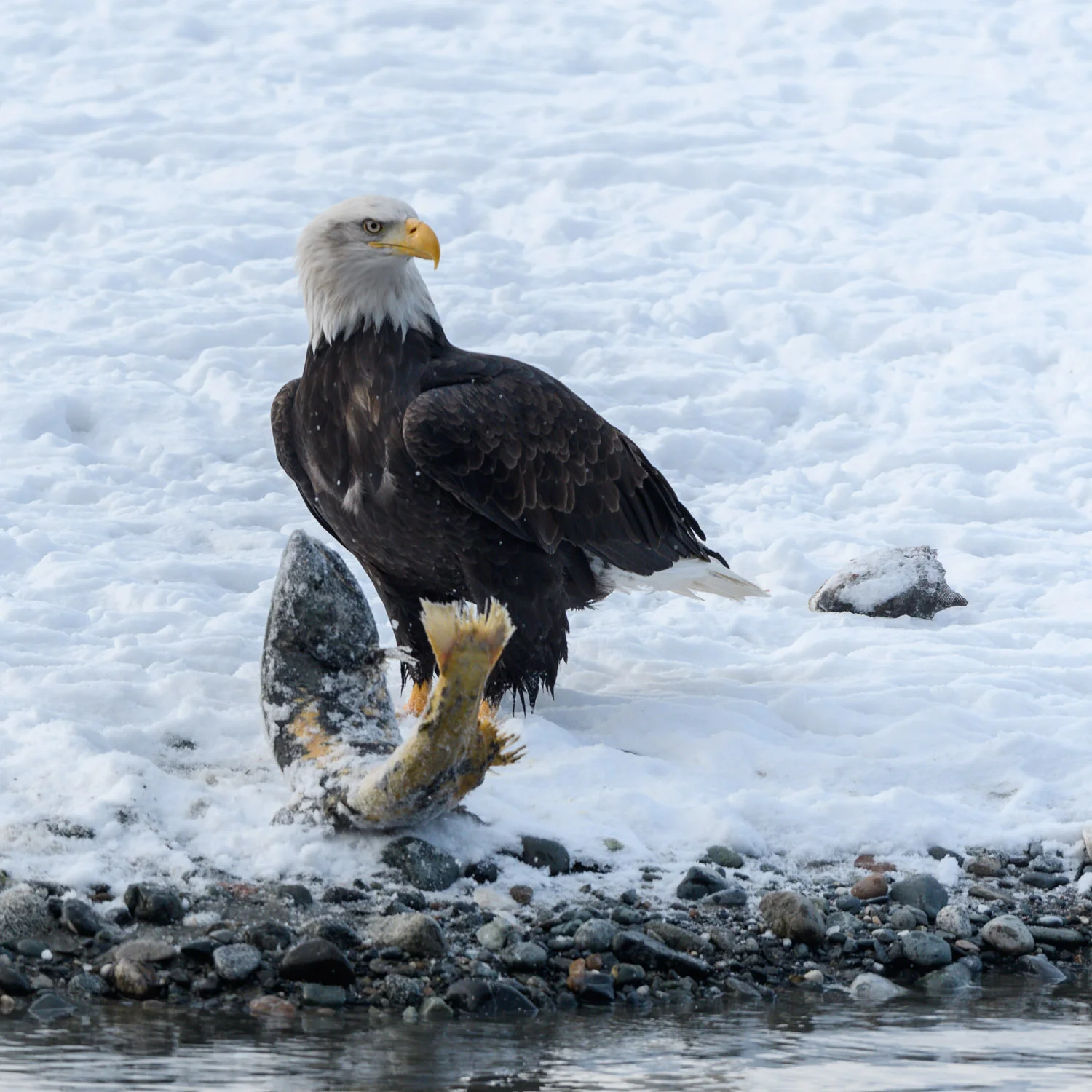 Live salmon pulled ashore by Bald Eagle - Nov. 2017 