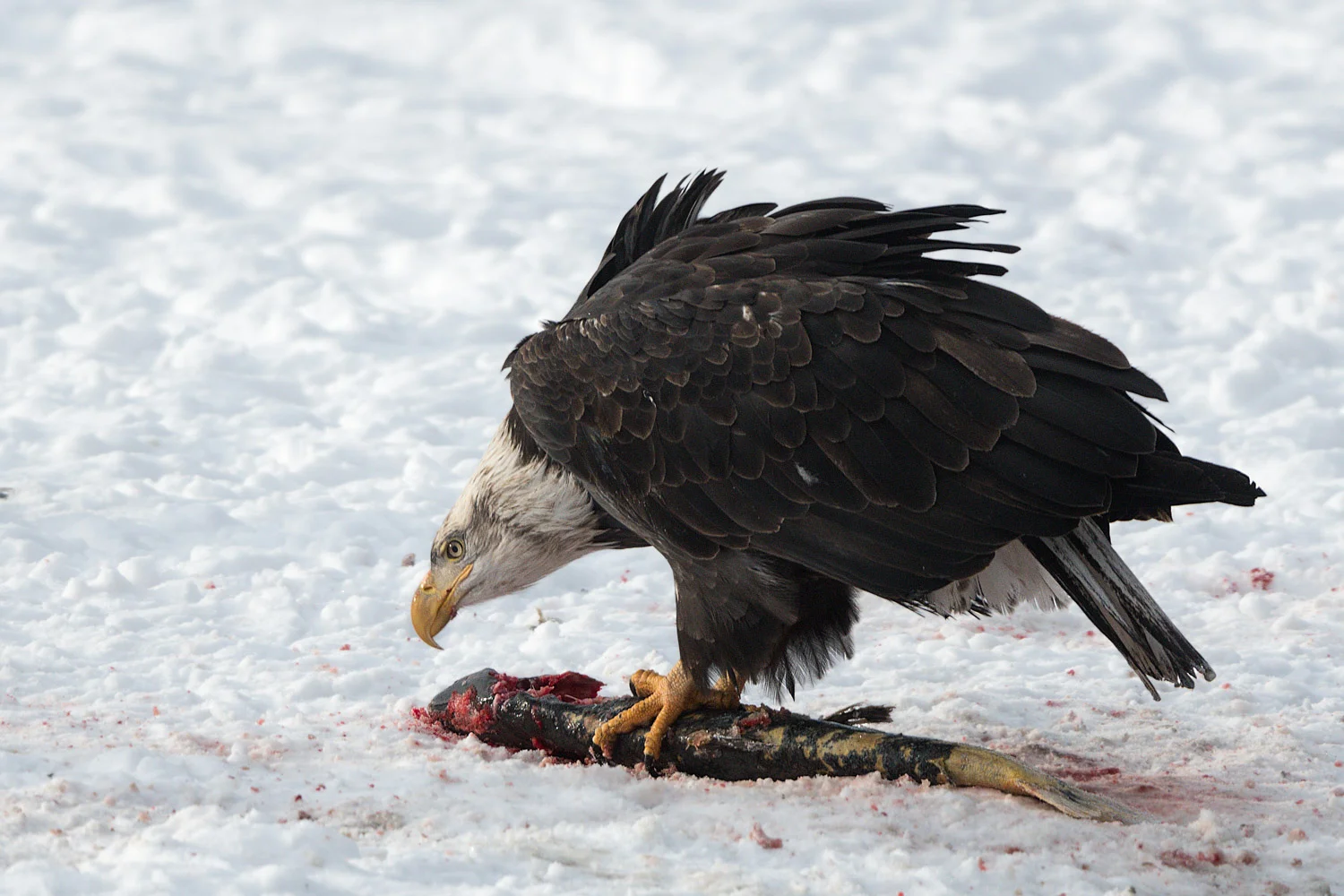 Salmon and Bald Eagle - Chilkat Preserve, Nov. 2017