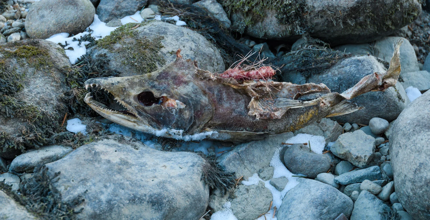 Salmon Remains, banks of Chilkoot Lake near Haines, AK - Nov. 2017