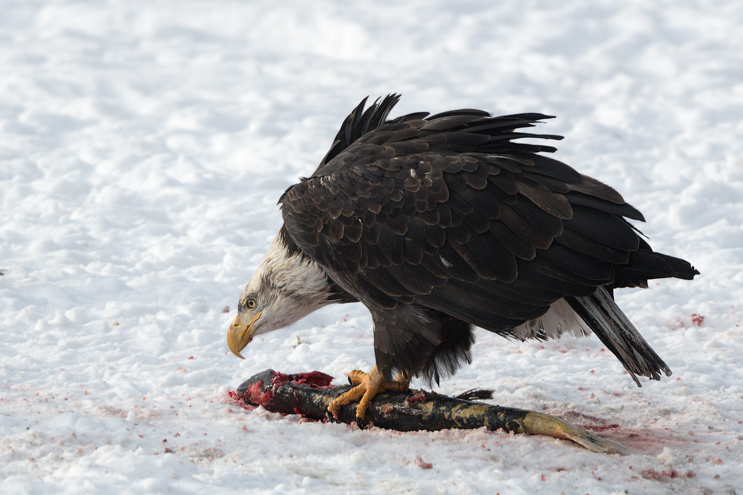 Alaska Chilkat Bald Eagle Preserve near Haines Alaska - Part 1