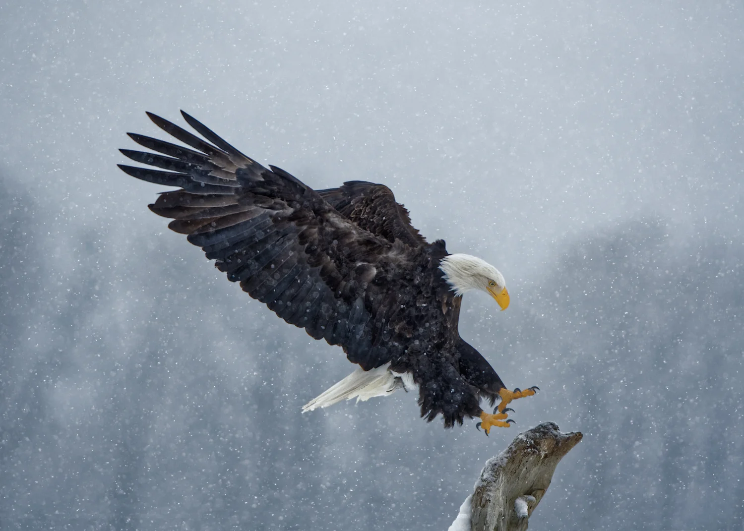 Chilkat Bald Eagle Preserve - Part 2