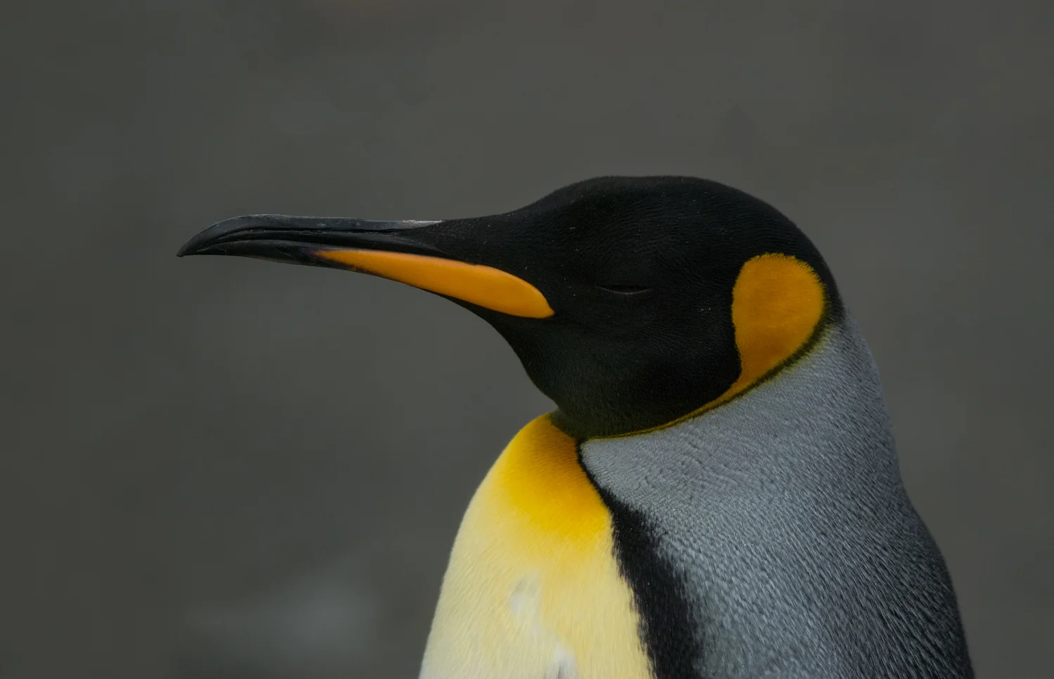 Musical King Penguins - South Georgia, Feb. 2008