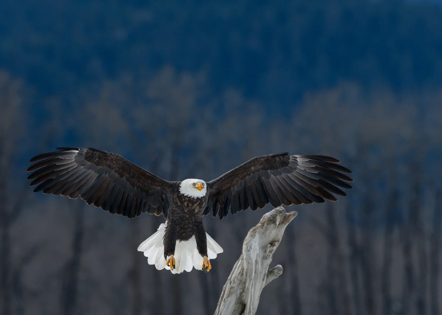 Bald Eagle - Chilkat Bald Eagle Preserve - Nov. 2017
