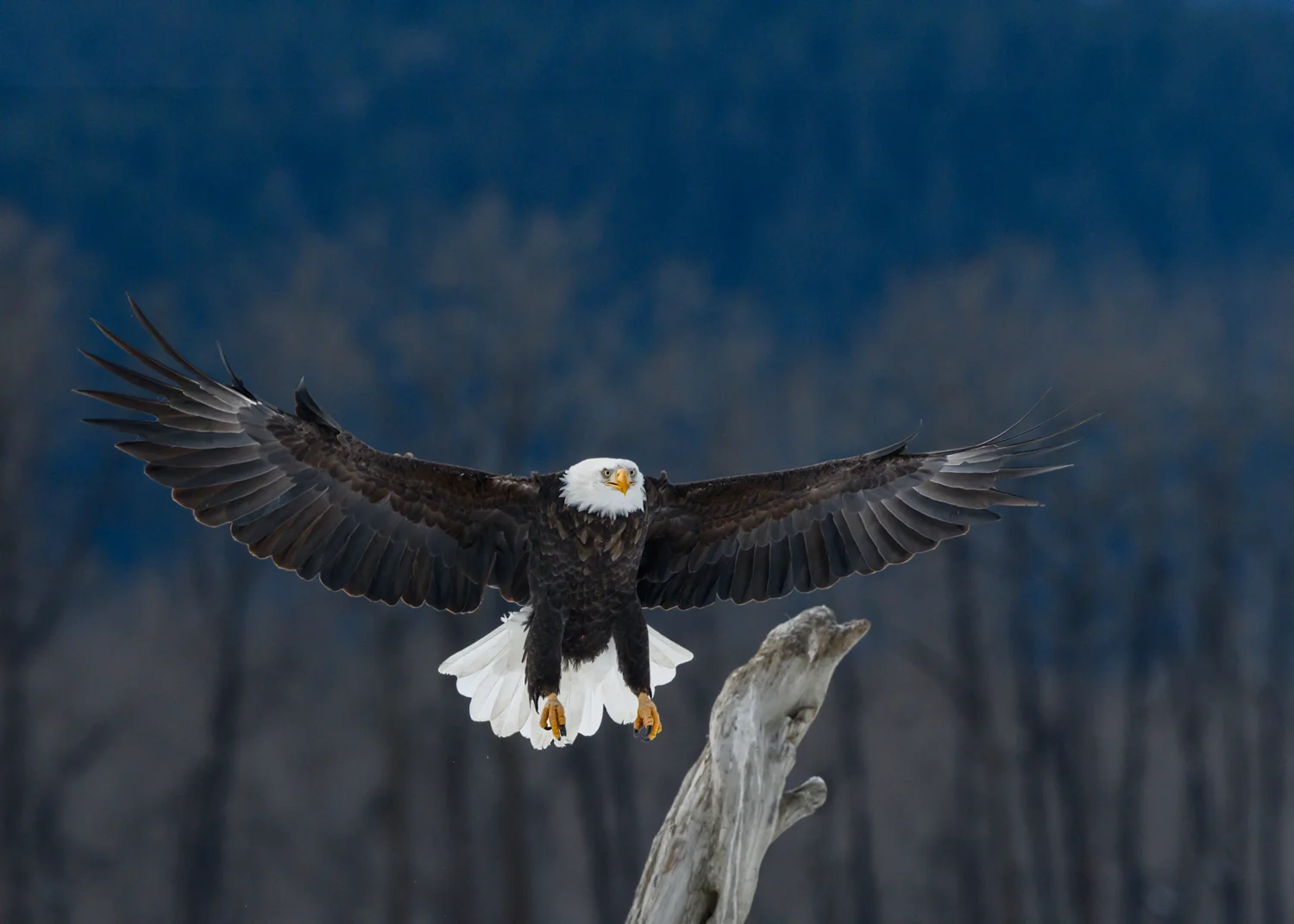 Bald Eagle - Chilkat Bald Eagle Preserve - Nov. 2017