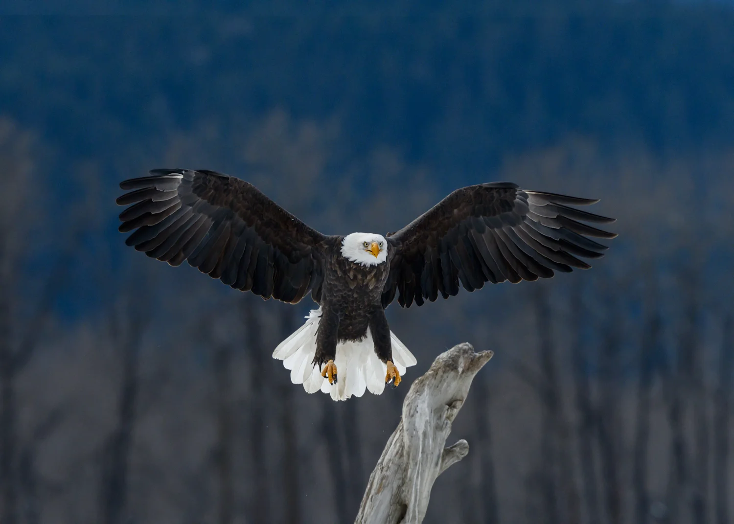Bald Eagle - Chilkat Bald Eagle Preserve - Nov. 2017