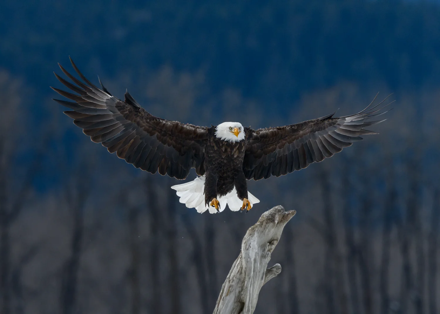 Bald Eagle - Chilkat Bald Eagle Preserve - Nov. 2017