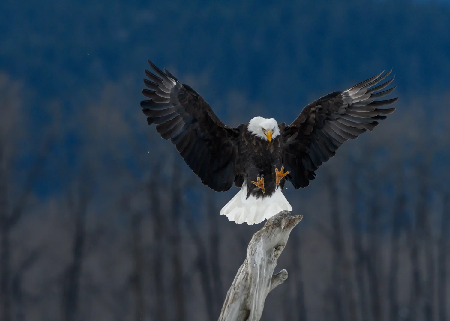 Bald Eagle - Chilkat Bald Eagle Preserve - Nov. 2017