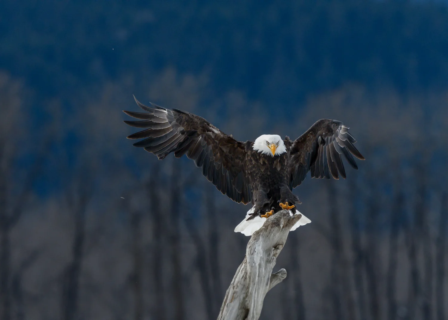 Bald Eagle - Chilkat Bald Eagle Preserve - Nov. 2017