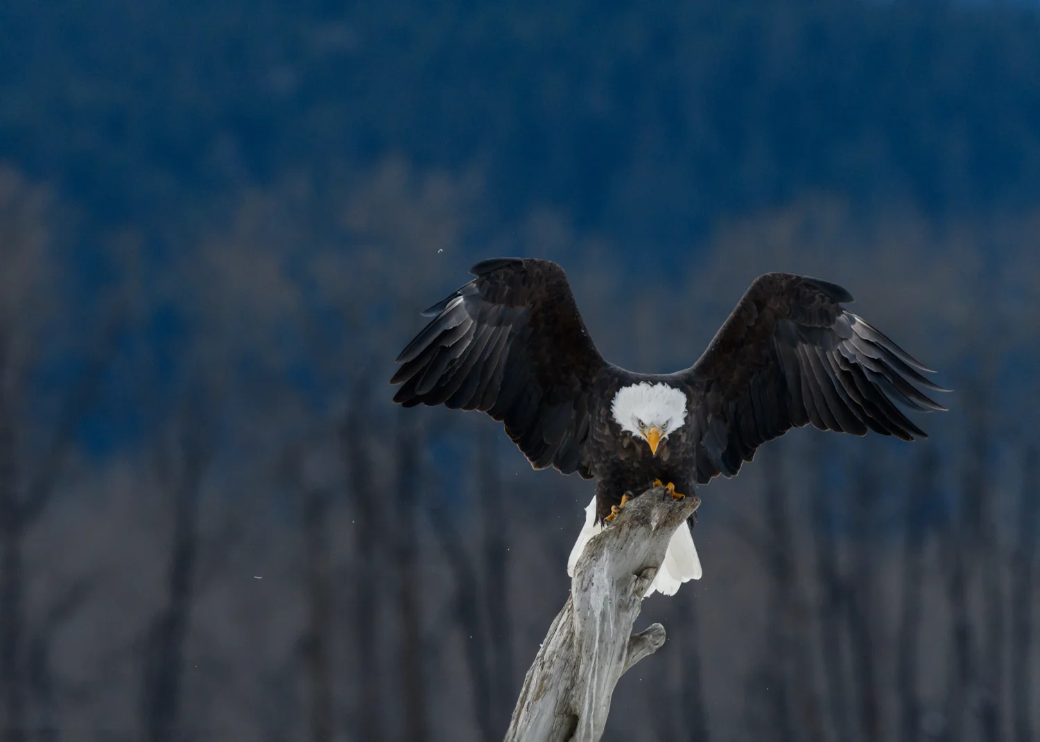 Bald Eagle - Chilkat Bald Eagle Preserve - Nov. 2017
