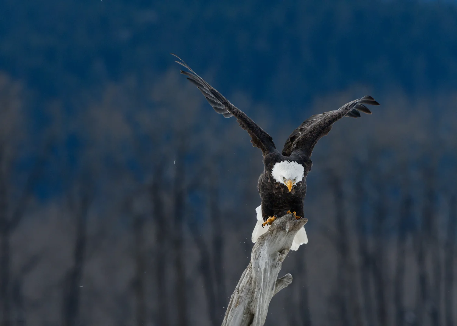 Bald Eagle - Chilkat Bald Eagle Preserve - Nov. 2017