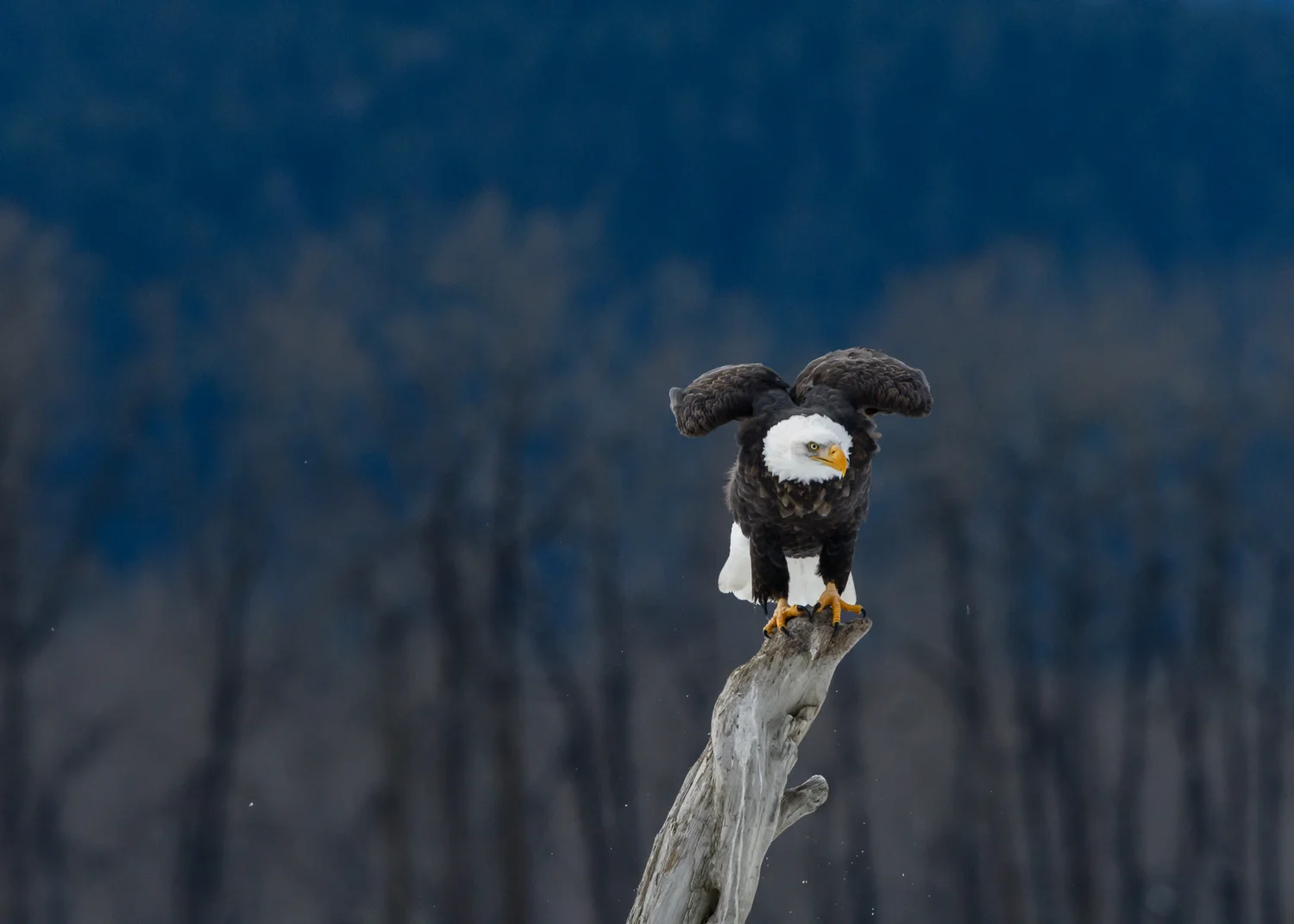 Bald Eagle - Chilkat Bald Eagle Preserve - Nov. 2017