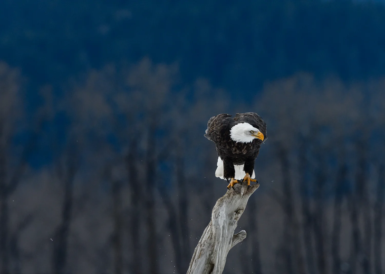 Bald Eagle - Chilkat Bald Eagle Preserve - Nov. 2017