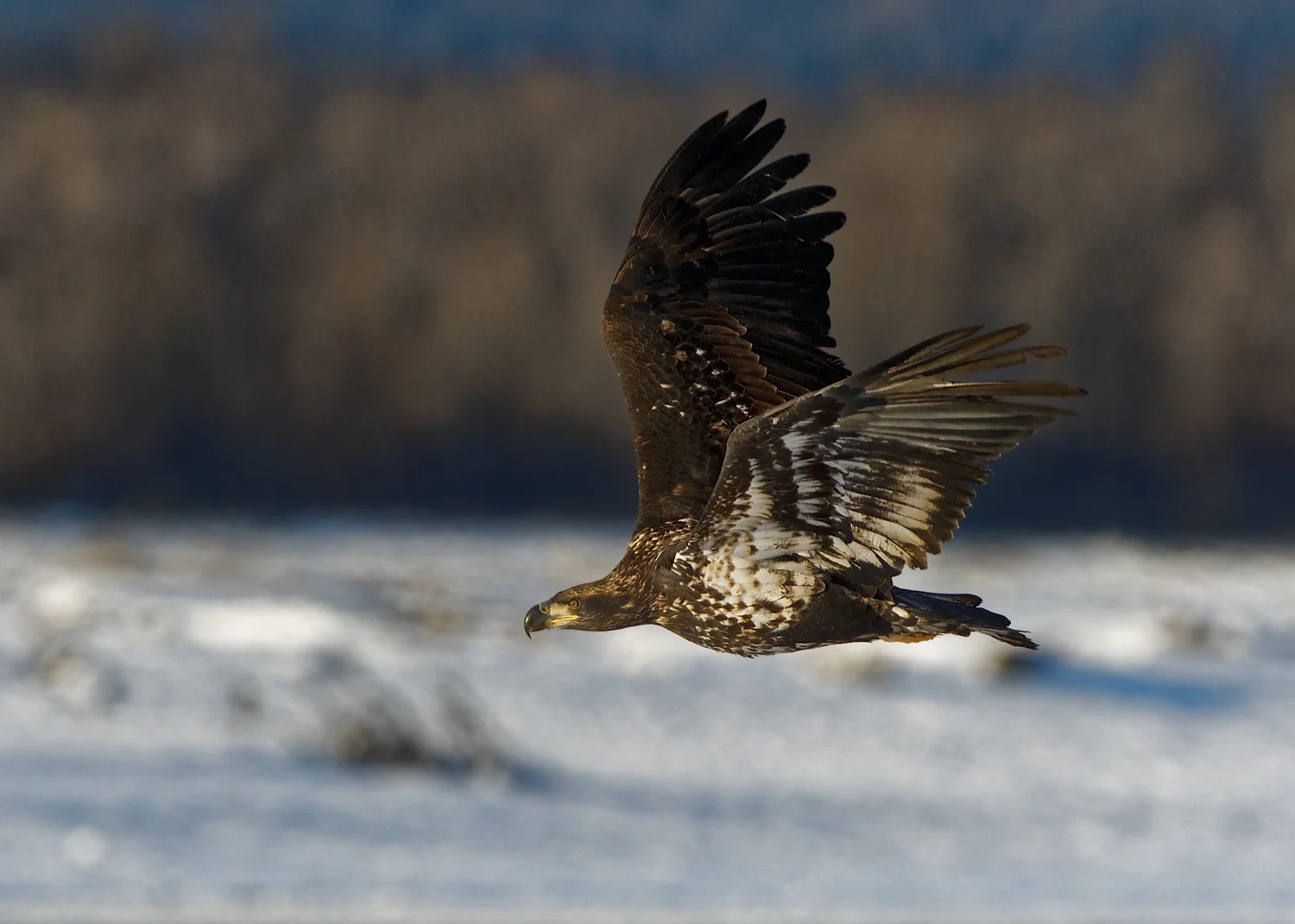 Bald Eagle - Chilkat Bald Eagle Preserve - Nov. 2017