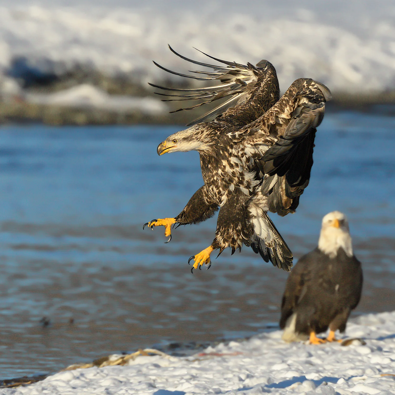 Bald Eagle - Chilkat Bald Eagle Preserve - Nov. 2017