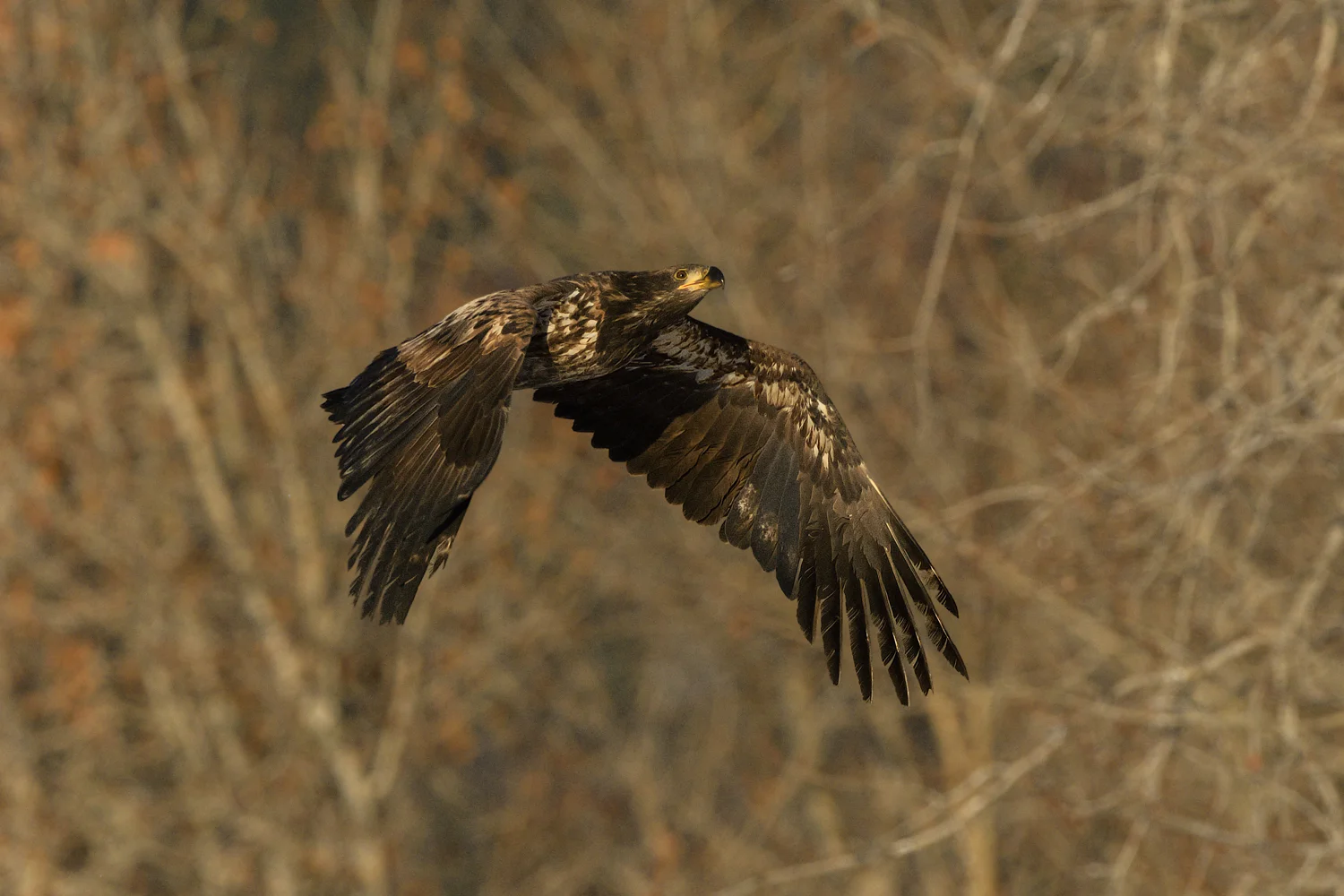 Bald Eagle - Chilkat Bald Eagle Preserve - Nov. 2017