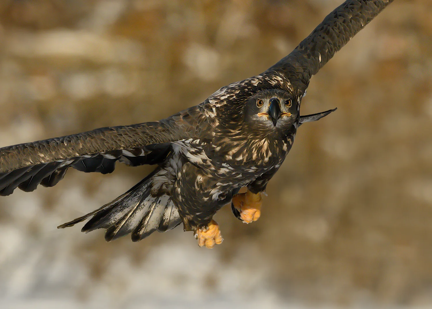 Chilkat Bald Eagle Preserve - Part 4