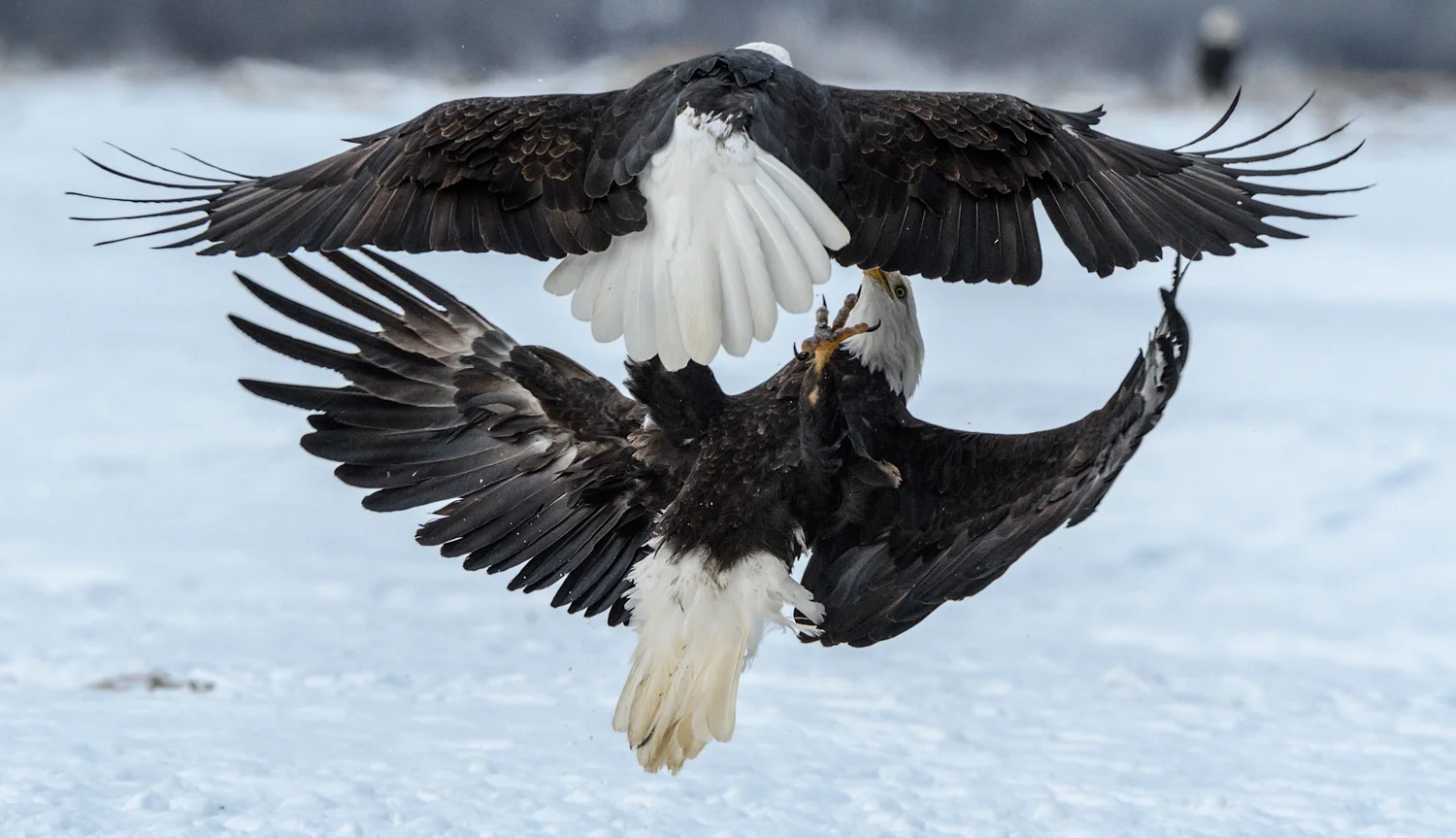 Chilkat Bald Eagle Preserve - Part 5