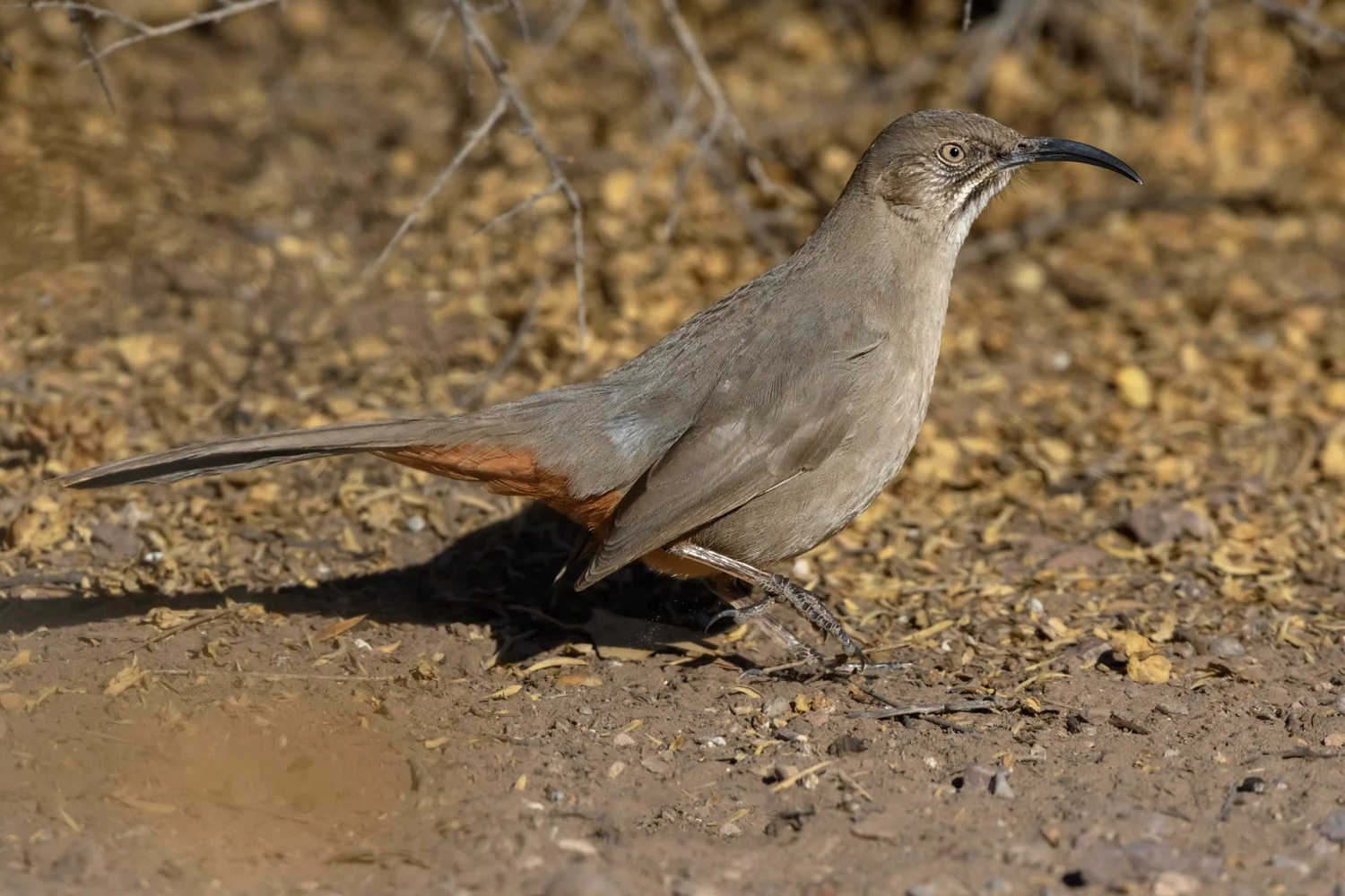 Crissal Thrasher - Bosque del Apache NWR - Jan. 2018