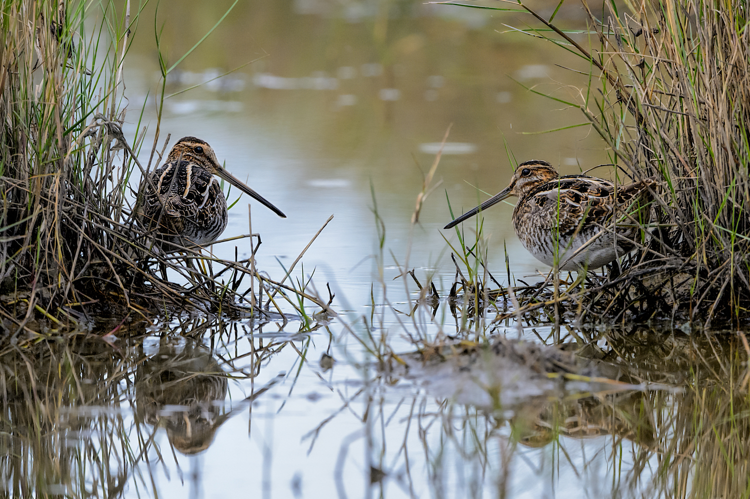 Wilson's Snipe