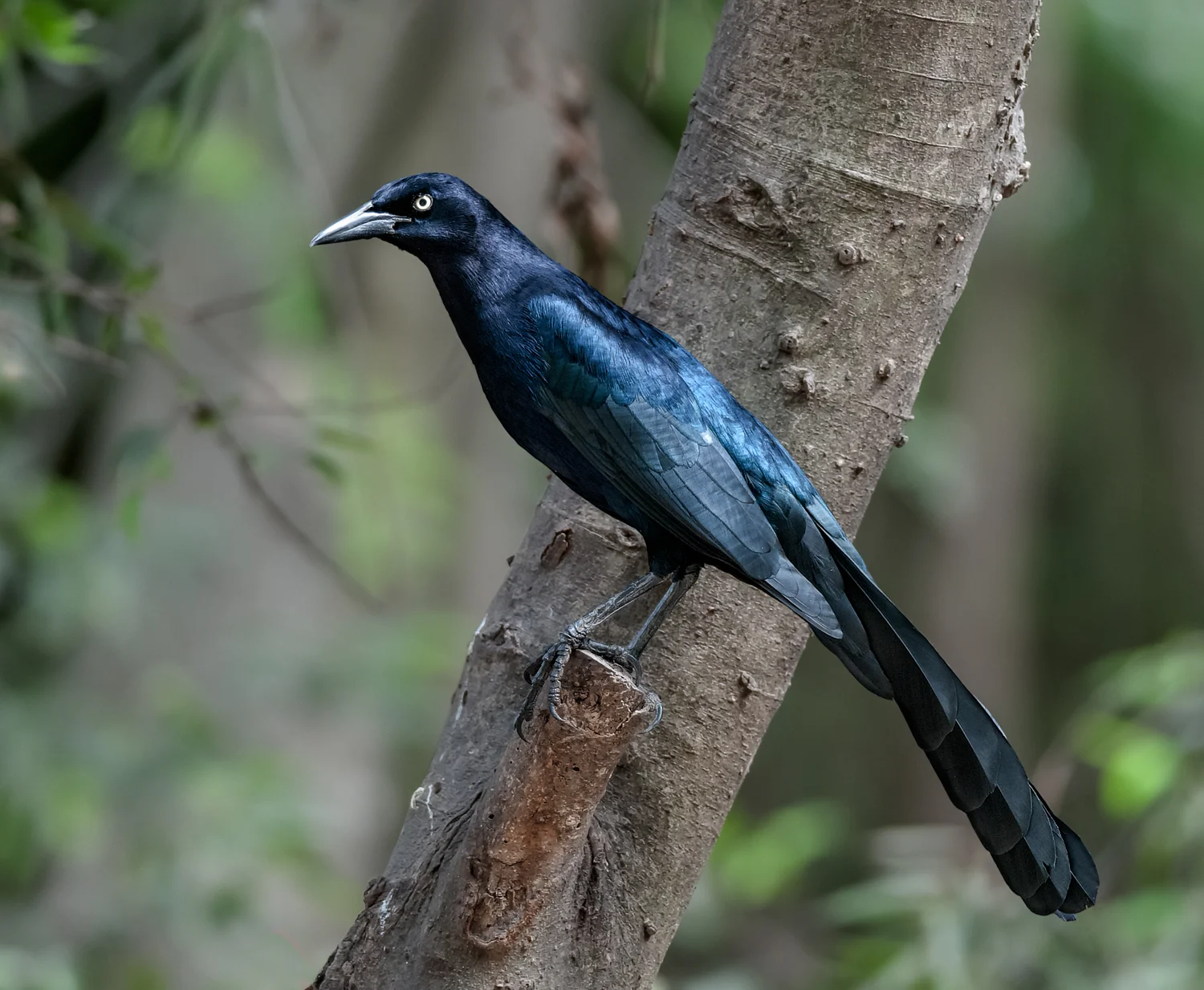 Great-tailed Grackle