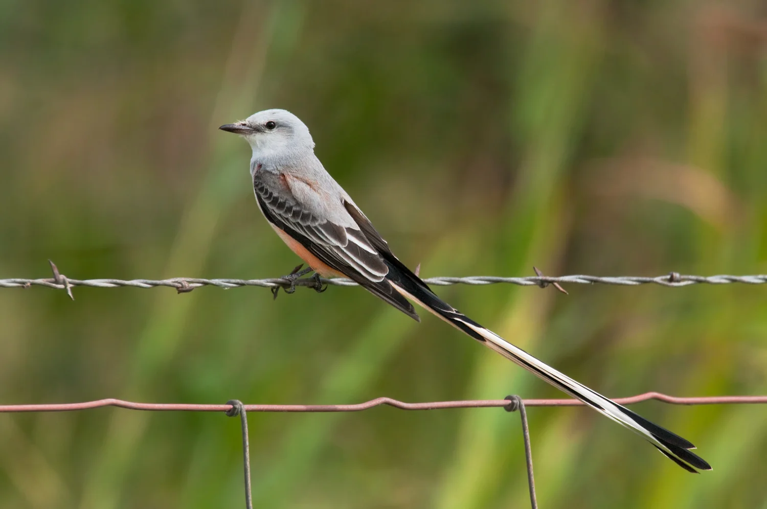Scissor-tailed Flycatcher
