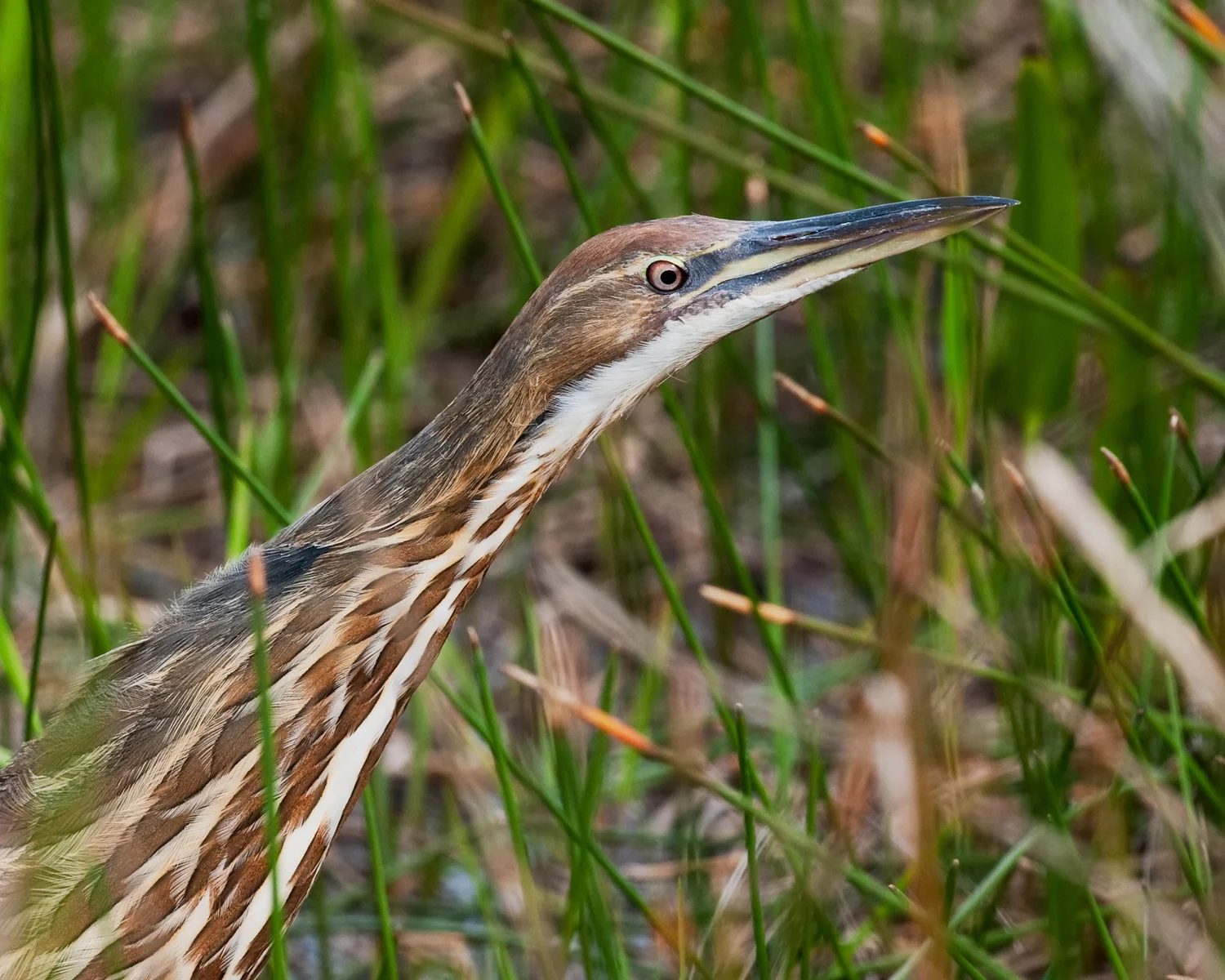American Bittern