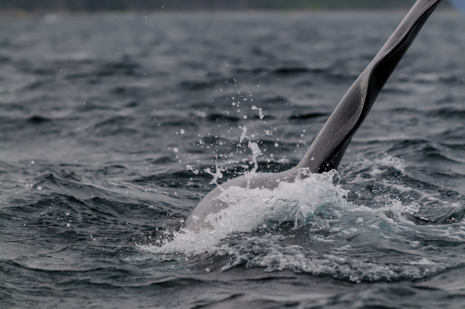 Orca