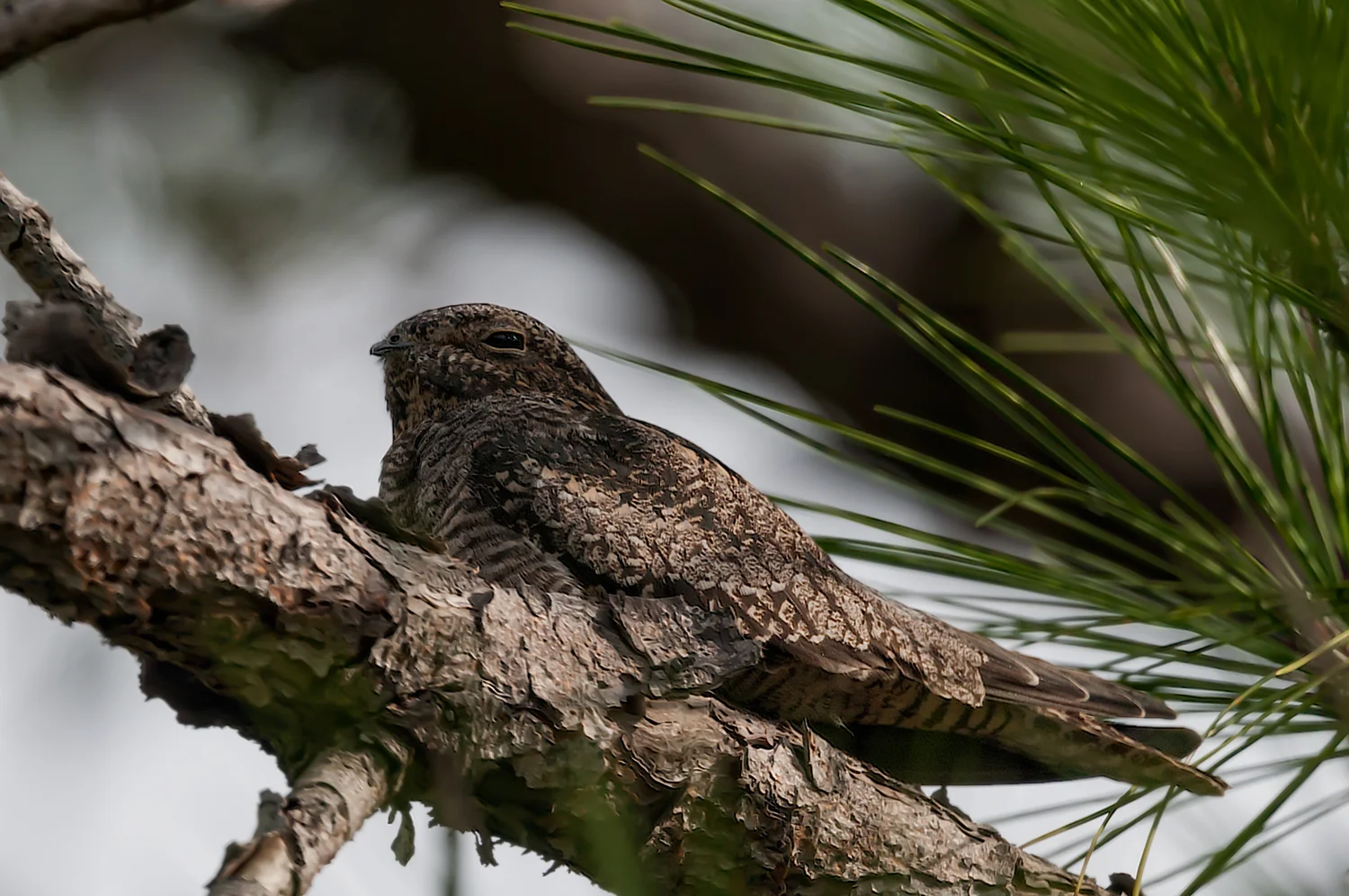 Common Nighthawk