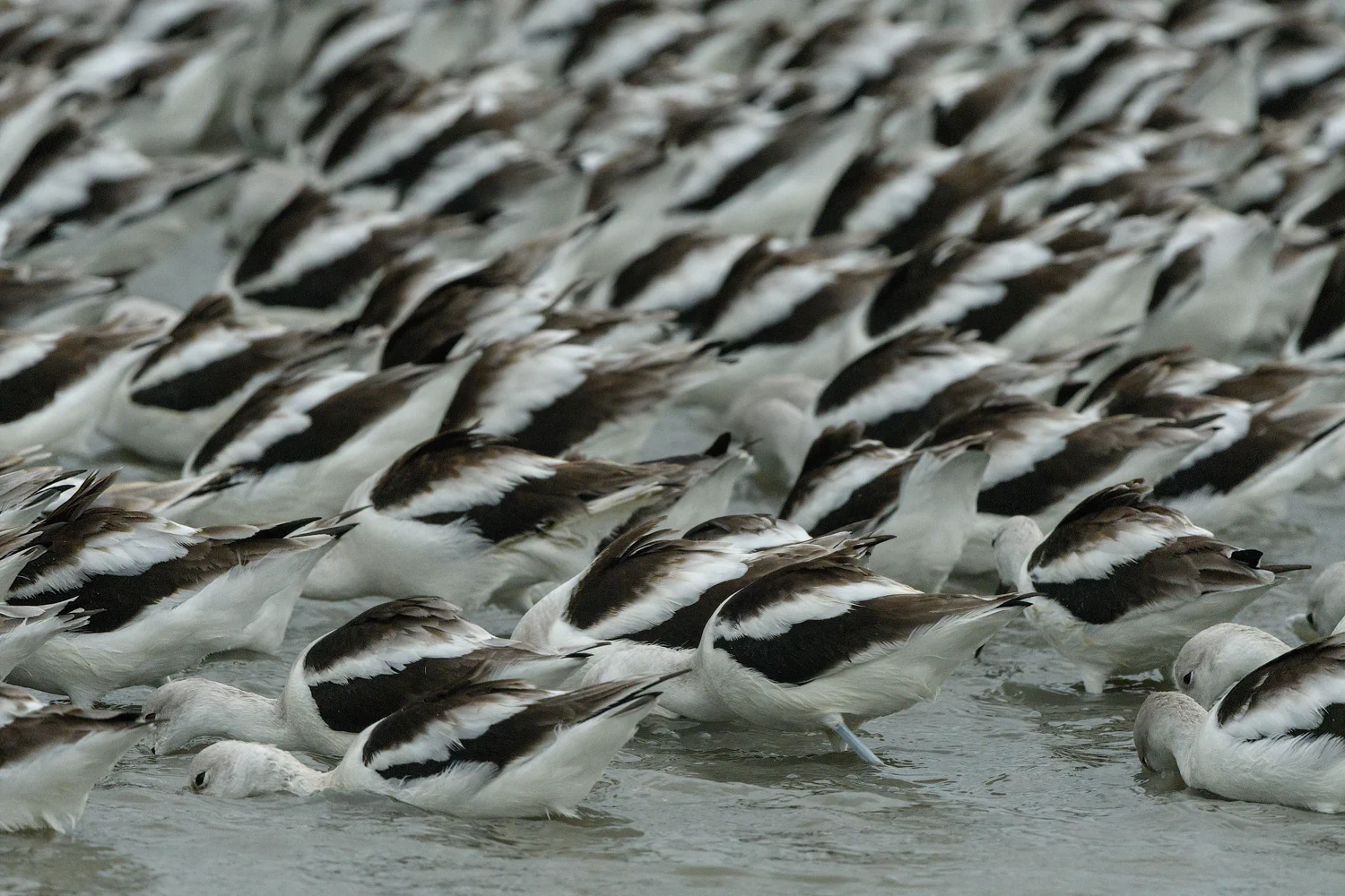 American Avocet