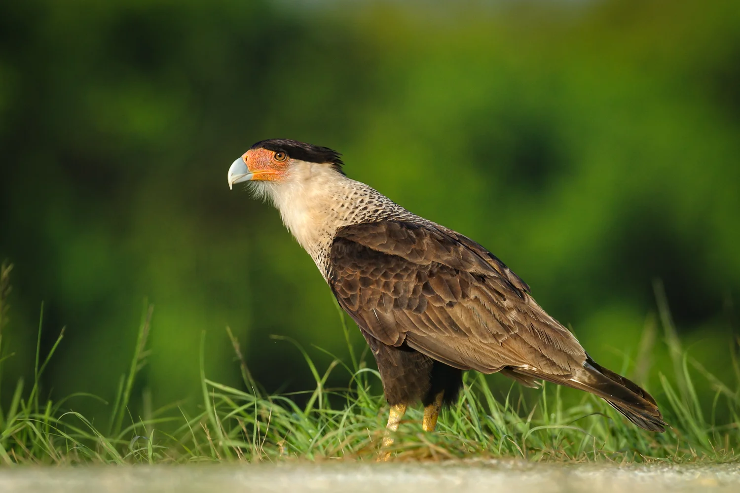 Crested Caracara