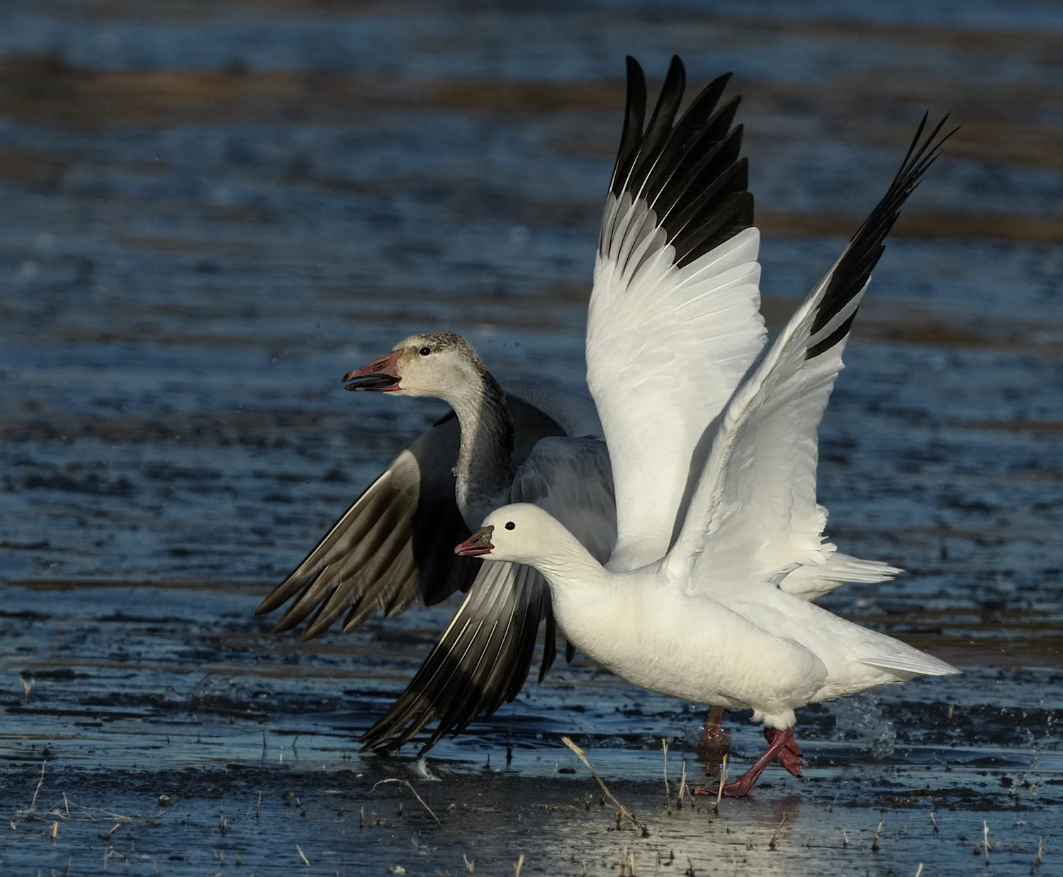 Ross's and Snow Goose