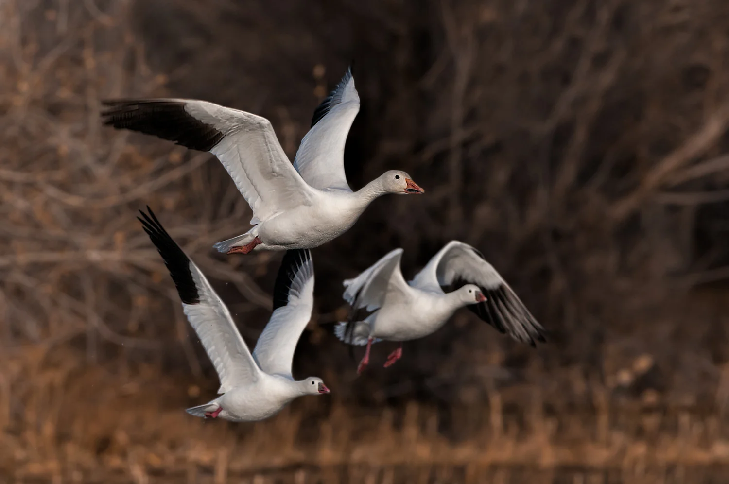 Snow and Ross's Geese