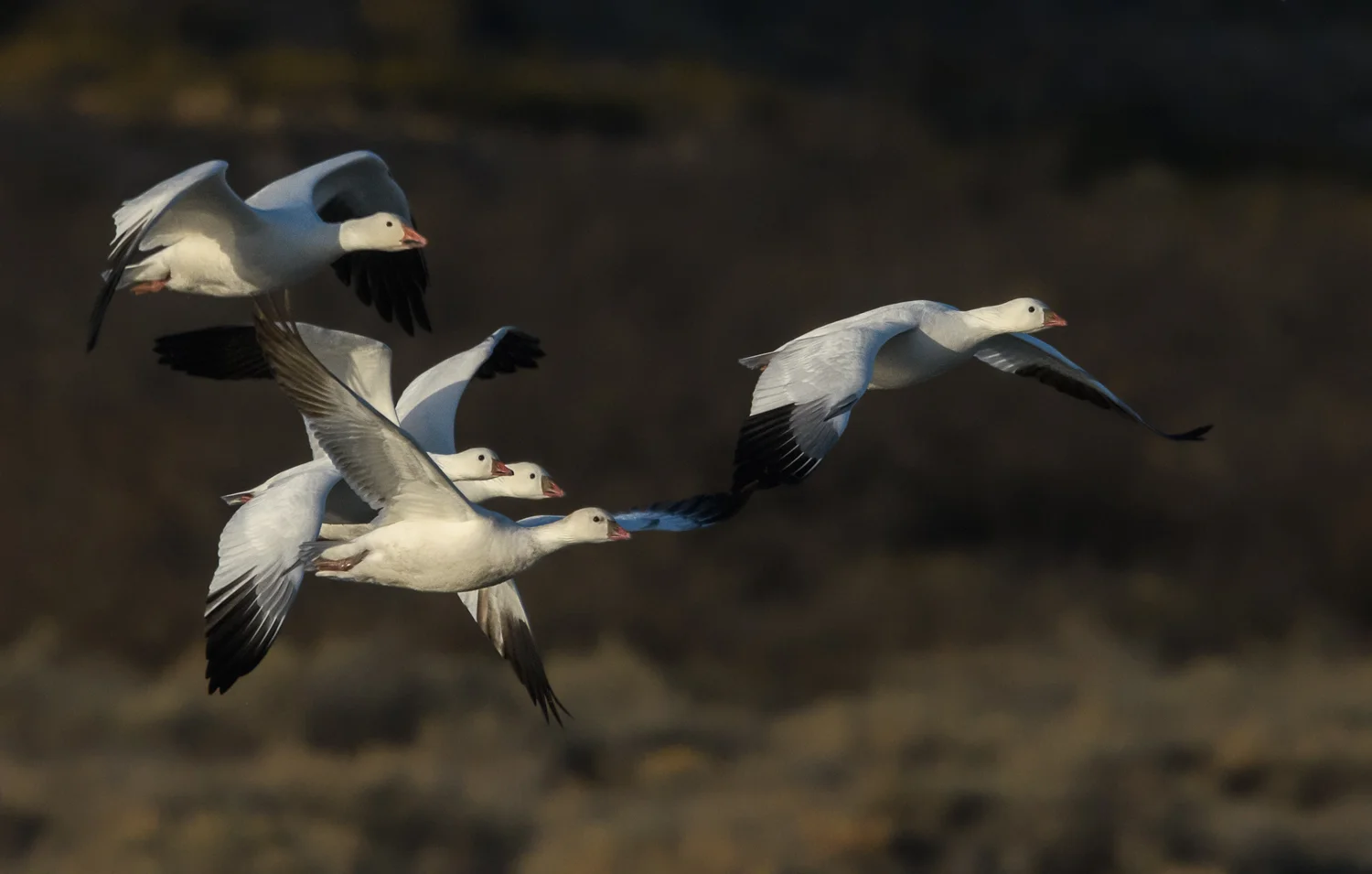 Ross's and Snow Geese