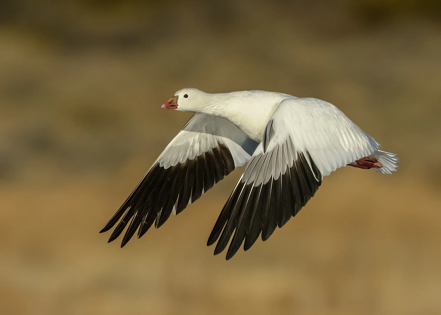 Ross's Goose in flight
