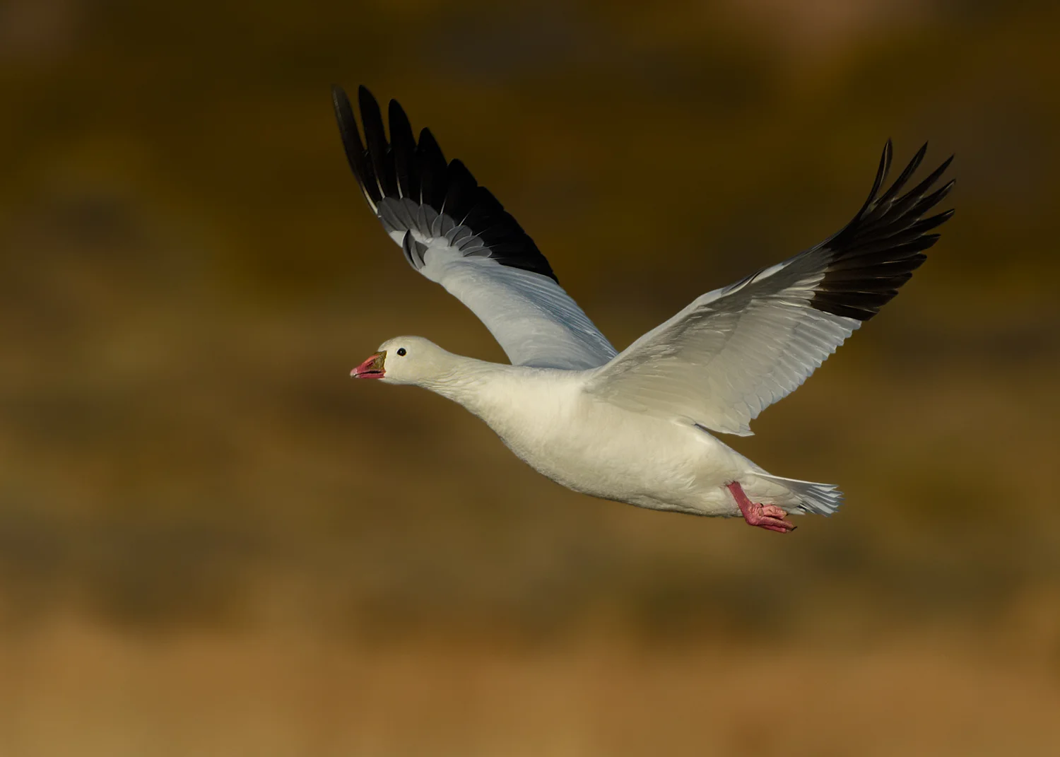 Ross's Goose in fight