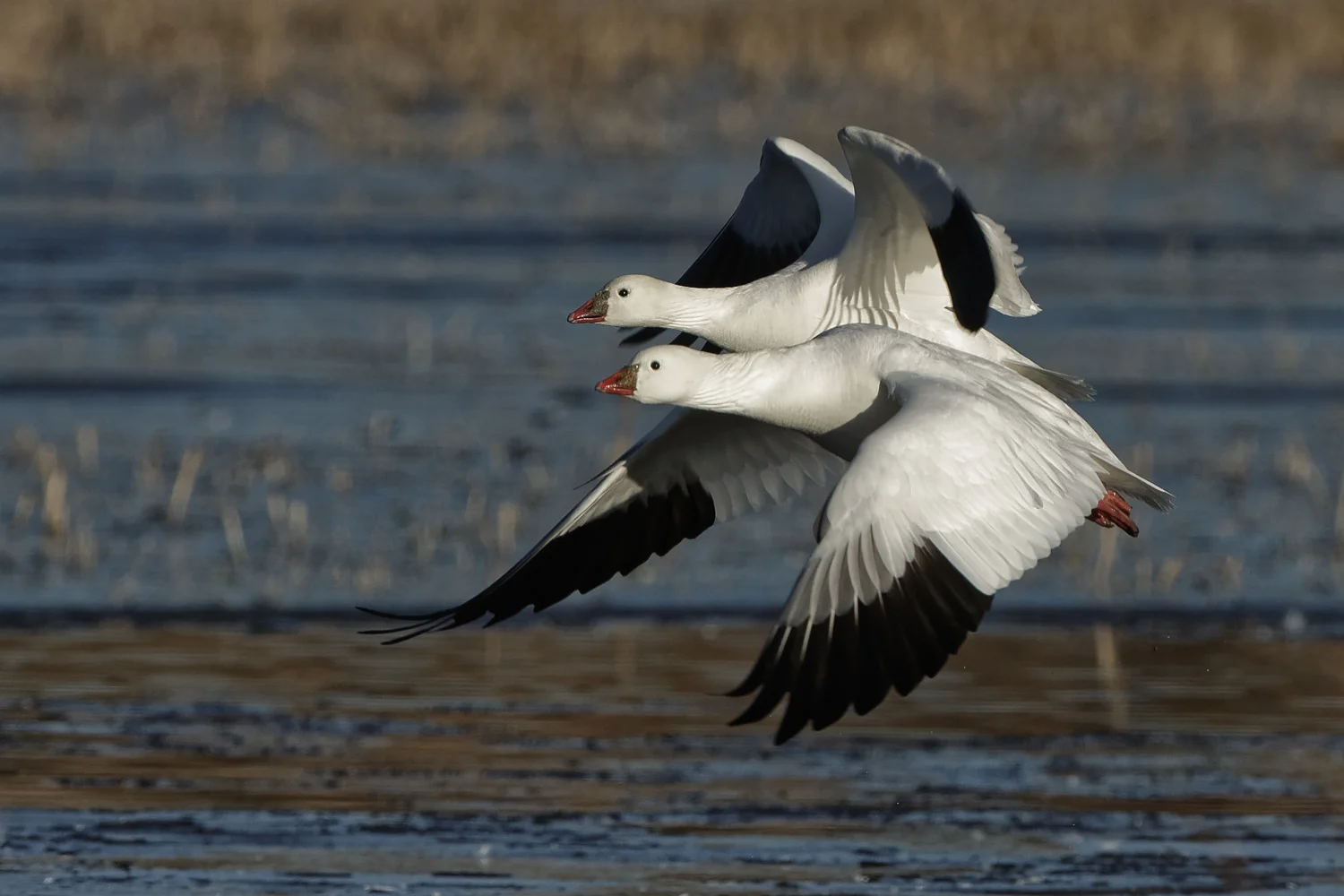 Ross's Geese in flight
