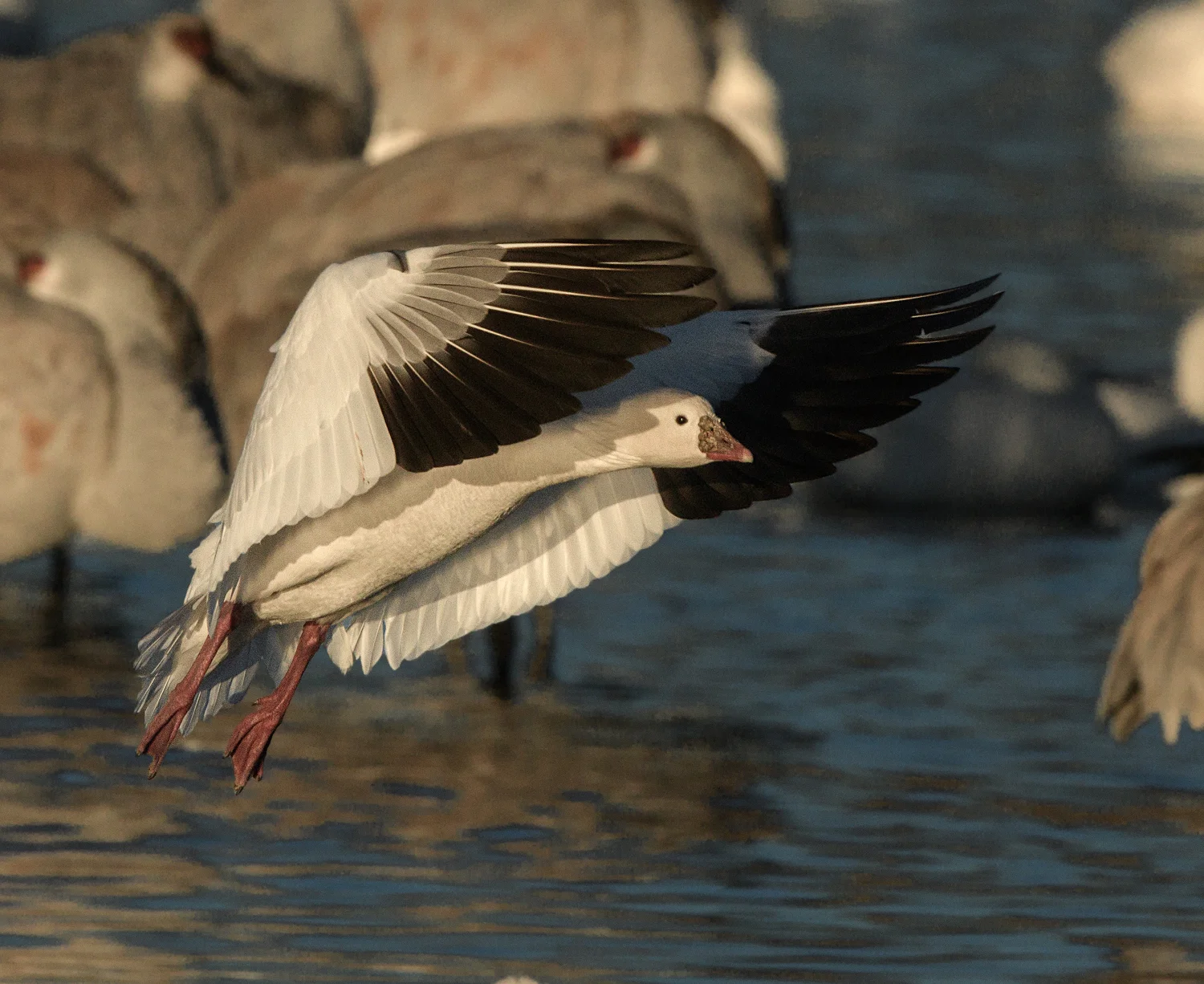 Ross's Goose in flight