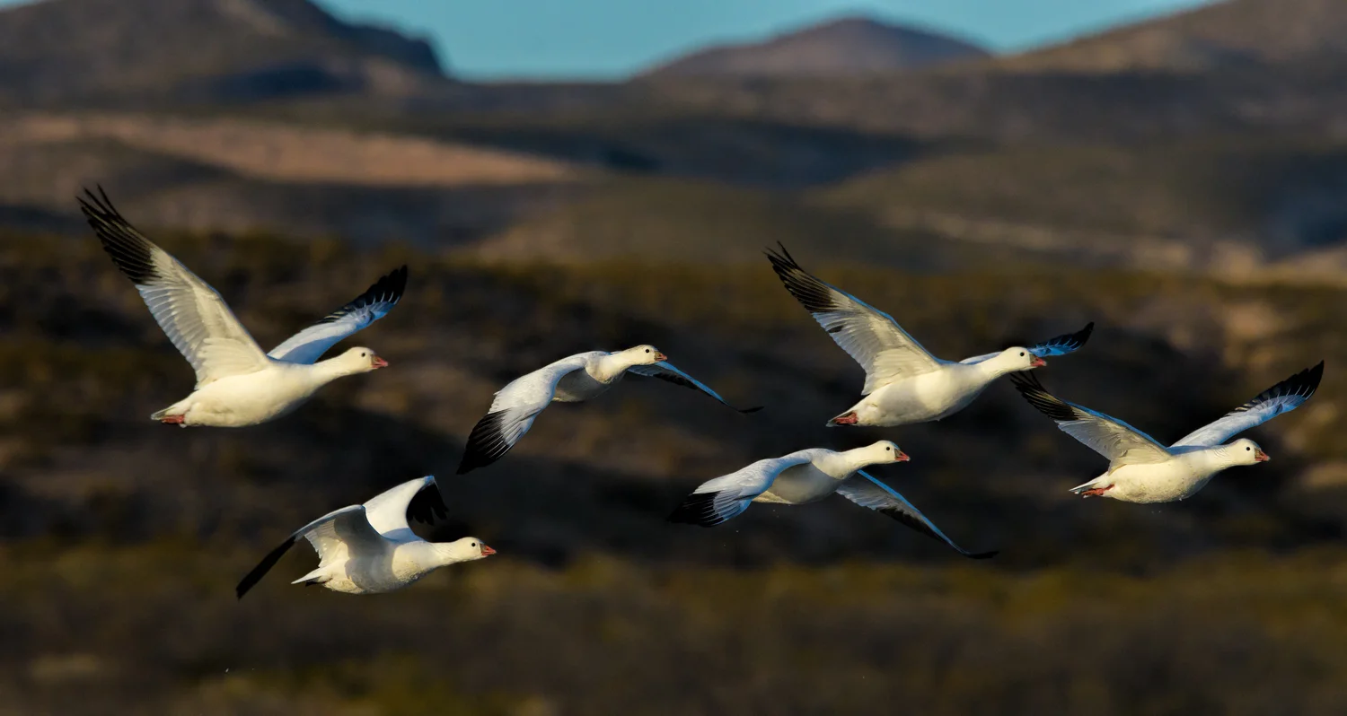 Six Ross's Geese in flight
