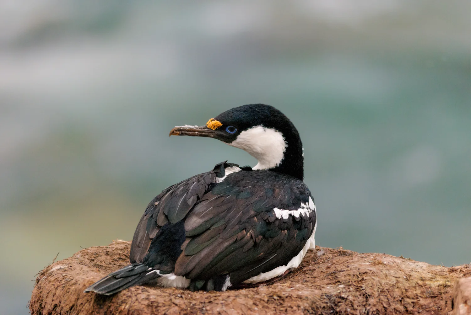 Blue-eyed Shag - Petermann Island, Antarctica - Feb. 21, 2007